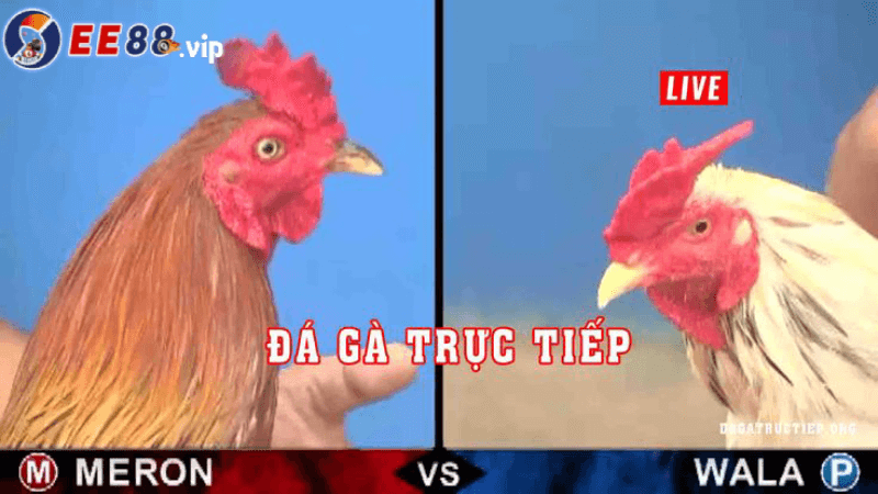 Các trận đá gà C1 trực tiếp hôm nay tại E88